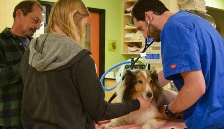 collie paralyzed by tick