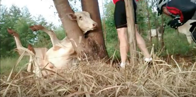cow with head stuck