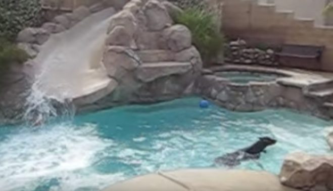 Playful Doberman Has Fun Playing In The Pool All On Her Own