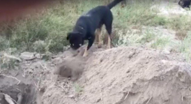 Video Captures Dog Helping To Lay His Best Friend To Rest