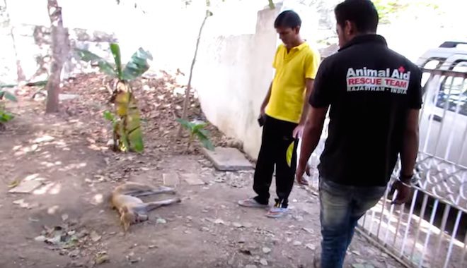 dog in garden rescue
