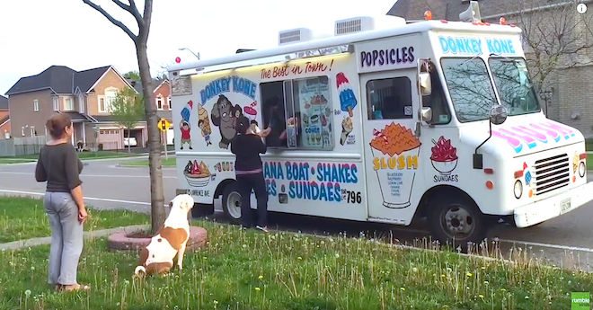 Patient Pit Bull Waits Her Turn In Line For Ice Cream