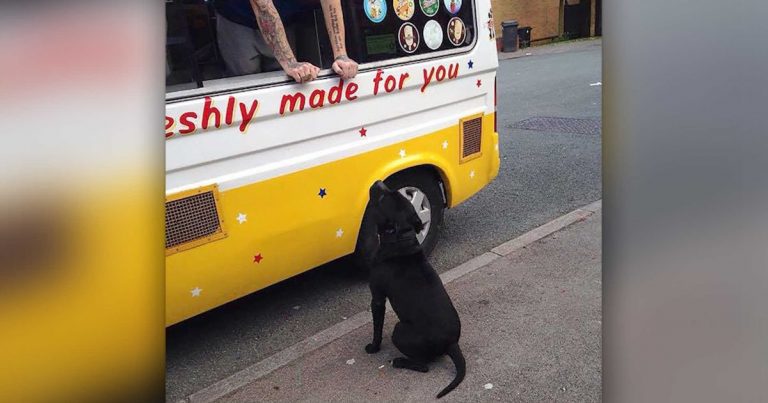 Excited Dog Patiently Waits In Line At Ice Cream Truck