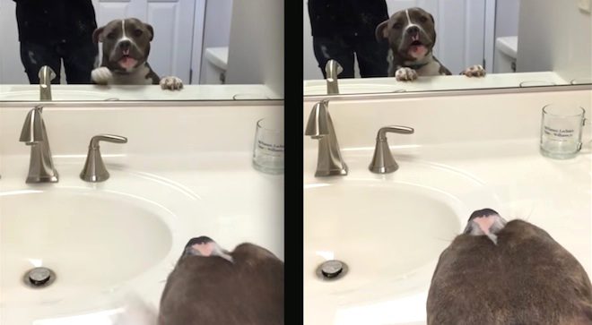 dog in mirror