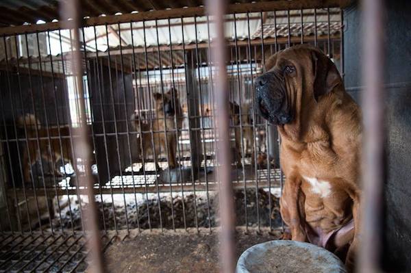 dog-meat-1