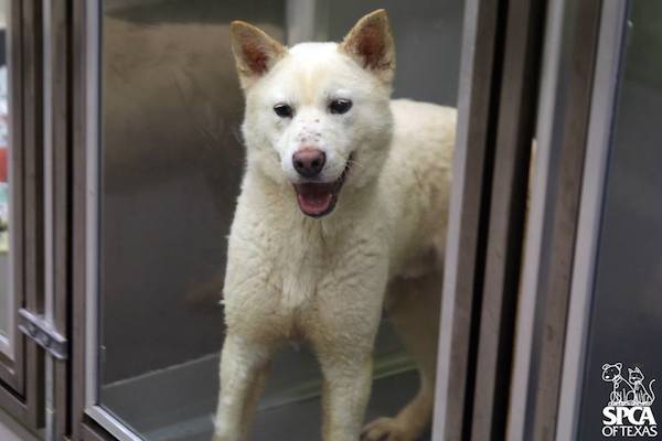 dog-meat-2