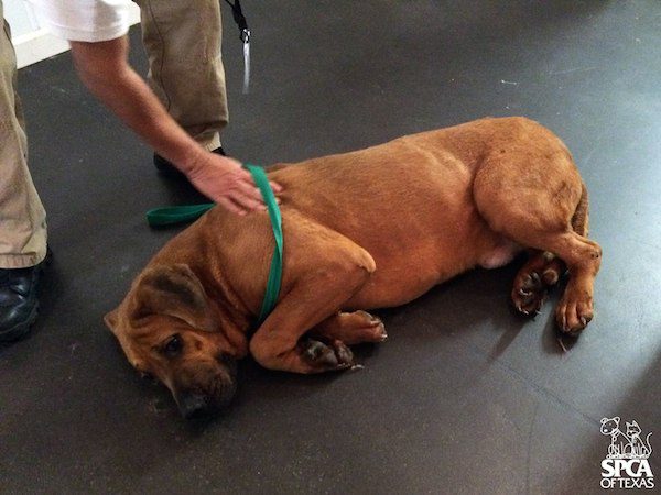 dog-meat-3
