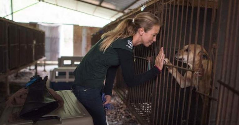 Hundreds Of Dogs Who Were Destined To Be Food Now Have A Second Chance At Life