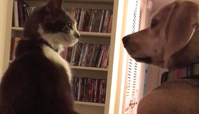 Beagle Wins Over ‘Aggressive’ Shelter Cat