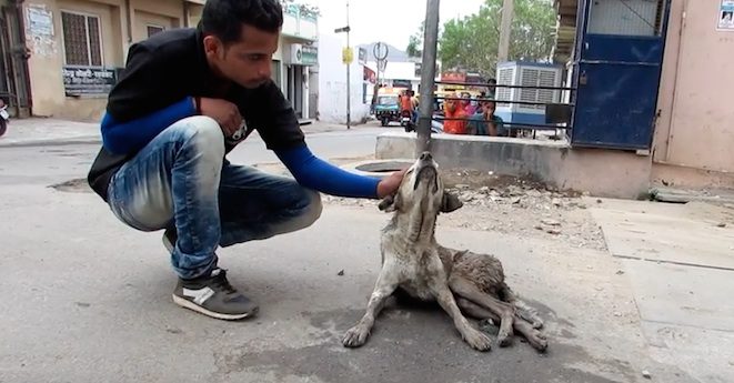 Elderly Dog Who Was Stuck In Sewer And Given Up Hope Gets Back On His Feet