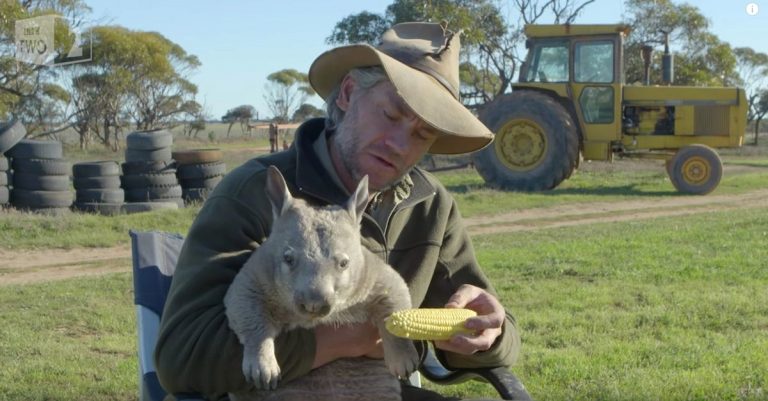 Wombat Farts When Eating His Favorite Snack