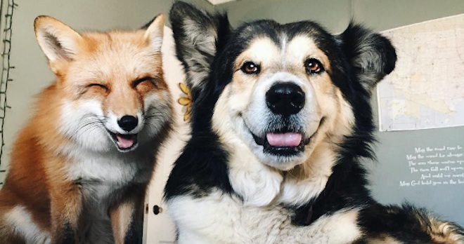 Sweet Rescue Dog Becomes Best Friends With Fox