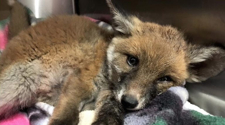 Man Gives Wild Baby Fox Clinging To Life A Second Chance