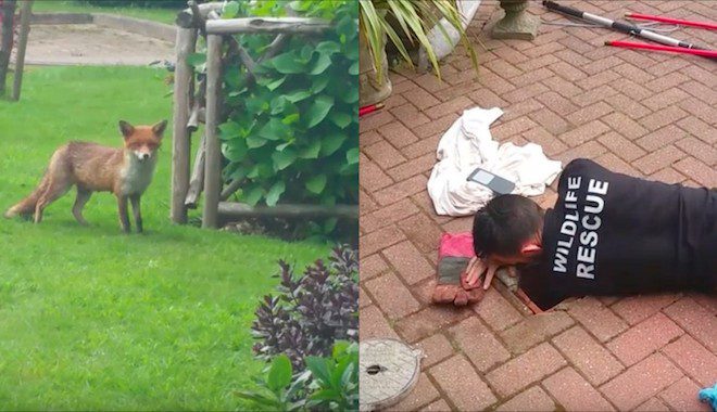 Mother Fox Watches Anxiously While Rescuers Save Her Baby Trapped In Pipe
