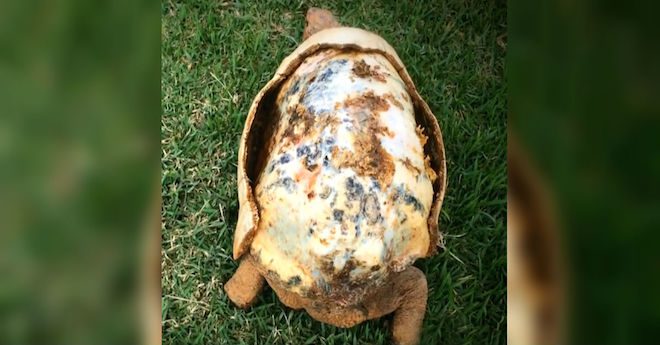 Tortoise Injured In A Forest Fire Gets Amazing 3D-Printed Shell