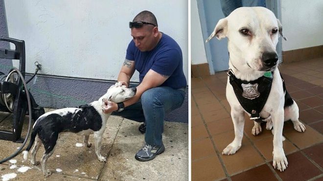 Stray Dog Wanders Into Police Station And Finds His New Family