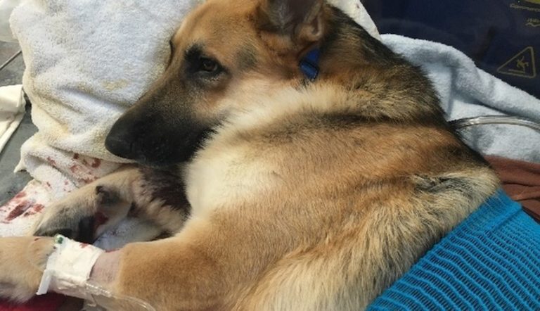 heroic dog protects girl from snake