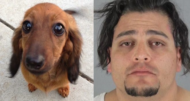 Trip To PetSmart Ends In Tragedy For Puppy Owner, Groomer Arrested On Suspicion Of Cruelty