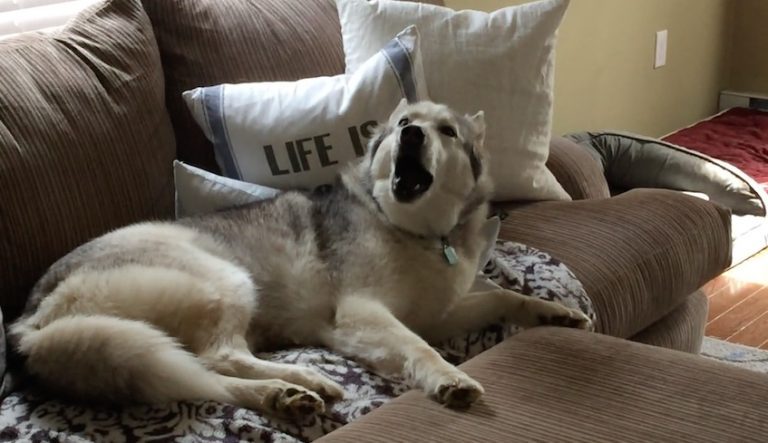 husky couch potato