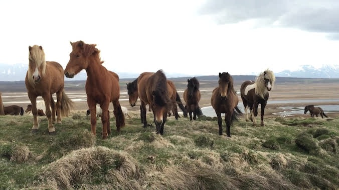 Friendly Icelandic Horses Surround Man Walking On Hill