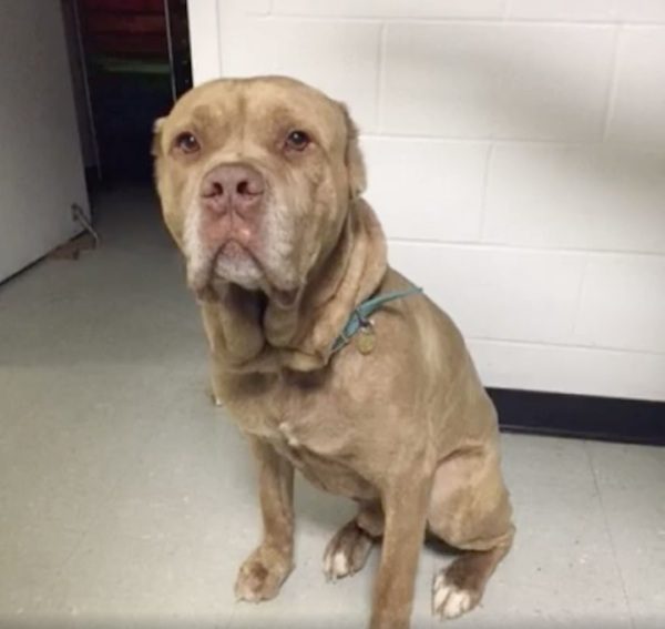 jd-adopted-4