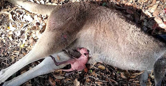 A Mother’s Instinct Saves The Life Of Orphaned Kangaroo