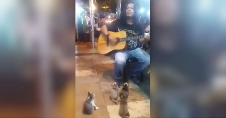 Kittens Are Adorable Audience For Street Musician