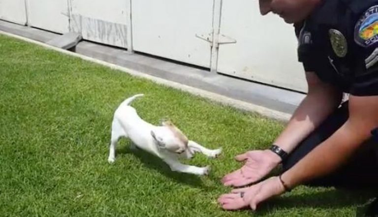 Drug-Addicted Puppy Reunites With Cop Who Saved His Life