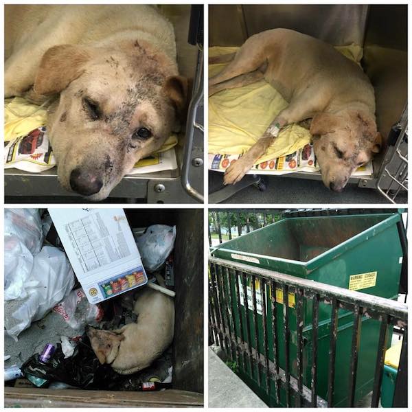 millie-dumpster-1
