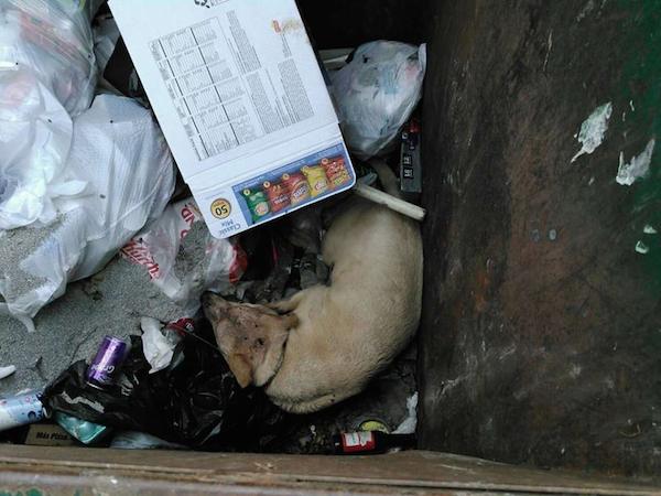 millie-dumpster-3