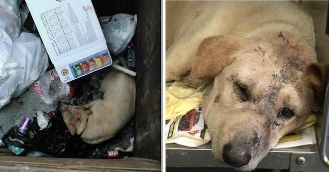 Dog Found Having Seizures From Heat Stroke After Dumped In Garbage Bin Finds Her Happy Ending