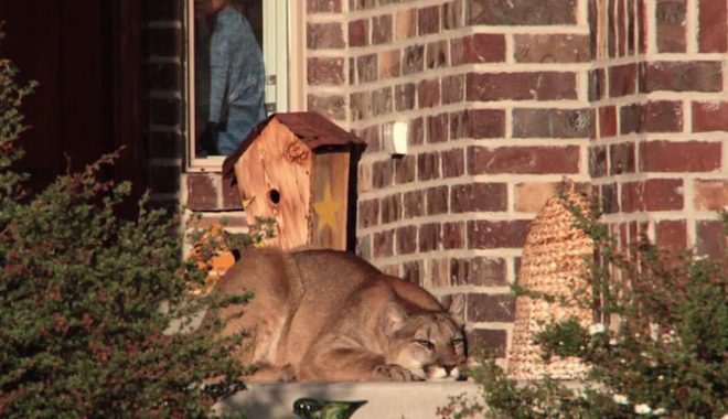 Family Discover Mountain Lion Napping On Their Doorstep