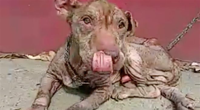 Severely Neglected Pit Bull Overcomes All The Odds To Get His Second Chance