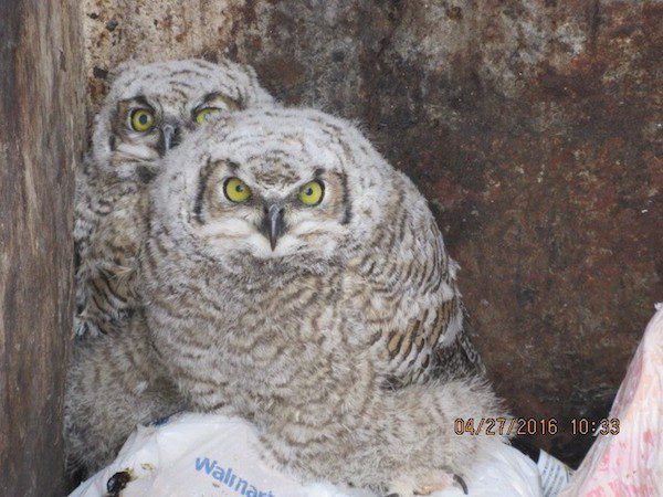 owlets-2