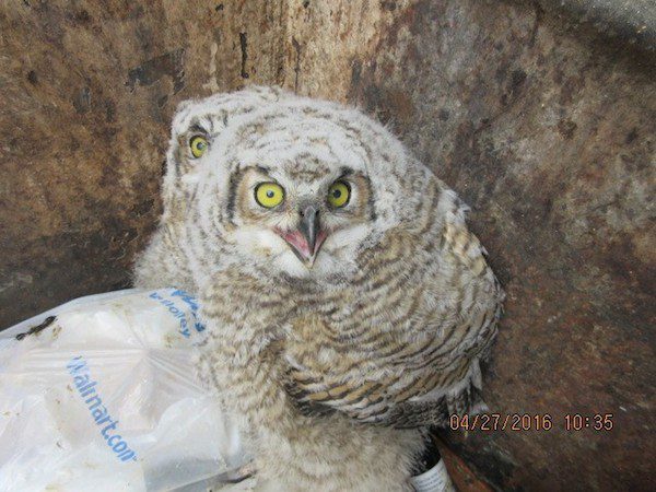 owlets-3