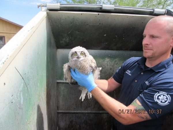 owlets-5