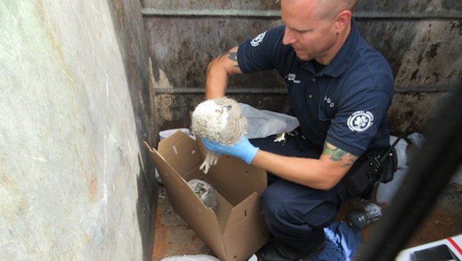 Officer Climbs Into Dumpster To Save Two Baby Owls Thrown Away In The Trash