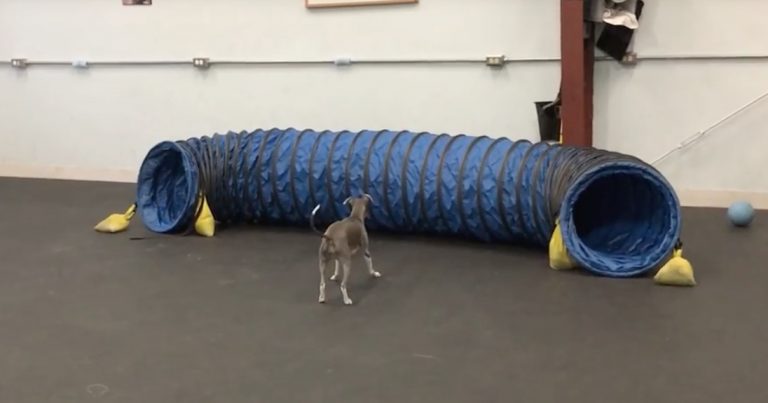 penelope greyhound