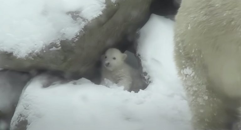 Baby Polar Bear Experiences Snow For The First Time