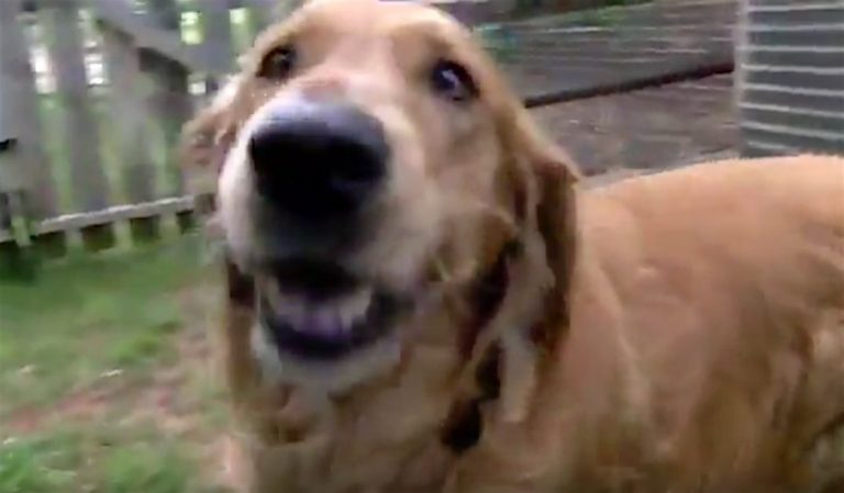 Dog Runs Away From Home To Go To His Favorite Place