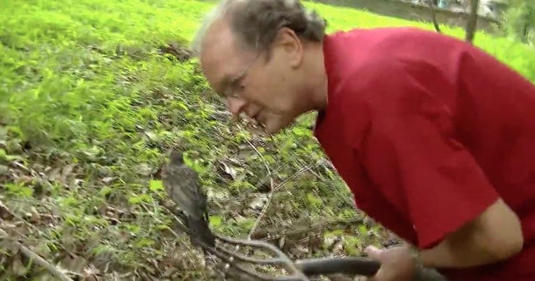 Gardener Helps Baby Robin Find Tasty Worms To Eat