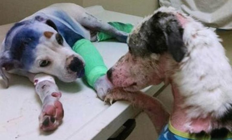 Rescue Dog Tenderly Reaches His Paw Out To Comfort Abused Puppy