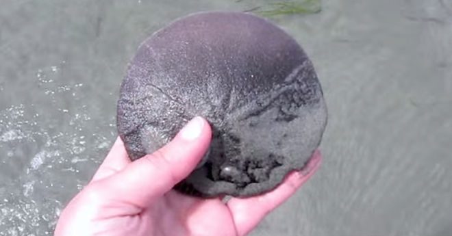 Girl Finds An Unusual-Looking Sand Dollar And Flips It Over