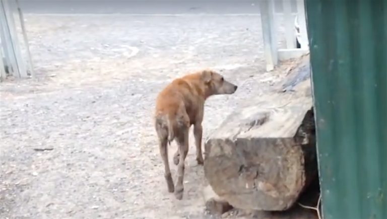 Stray Dog Leads Rescuers To Her Friend So She Can Be Saved Too