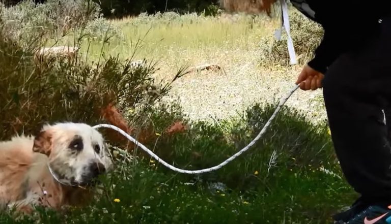 shepherd dog rescue