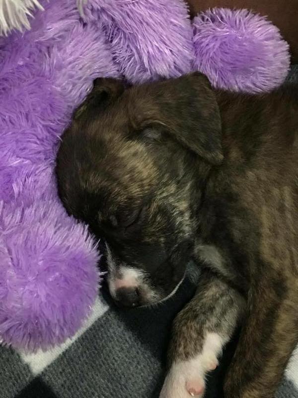 spca-florida-1