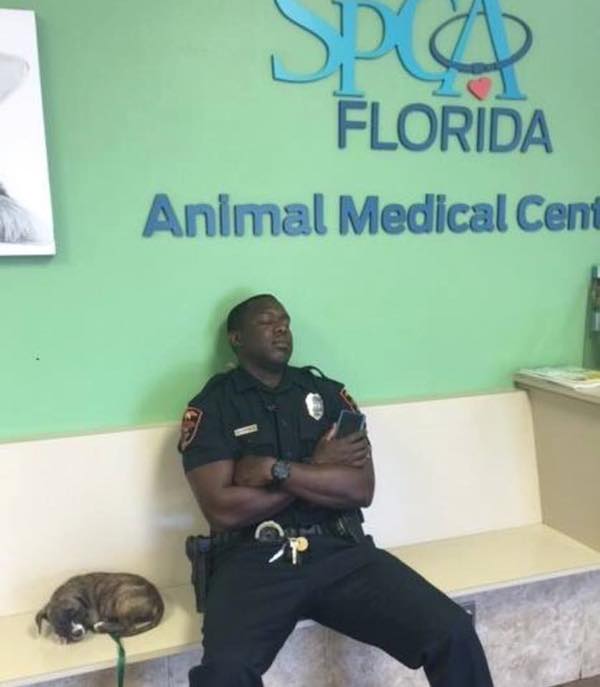 spca-florida-2