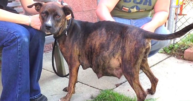 pregnant dog