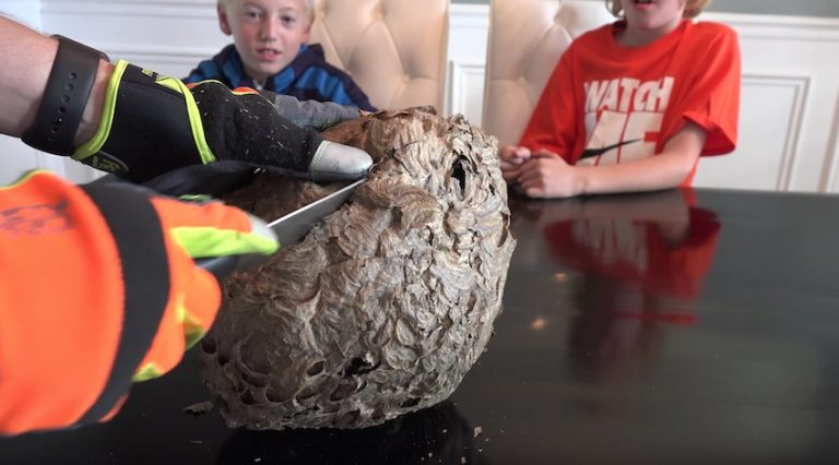 wasp nest