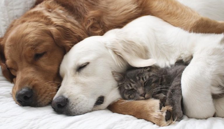 Golden Retriever Makes Anxious Dog And Cat Feel Right At Home